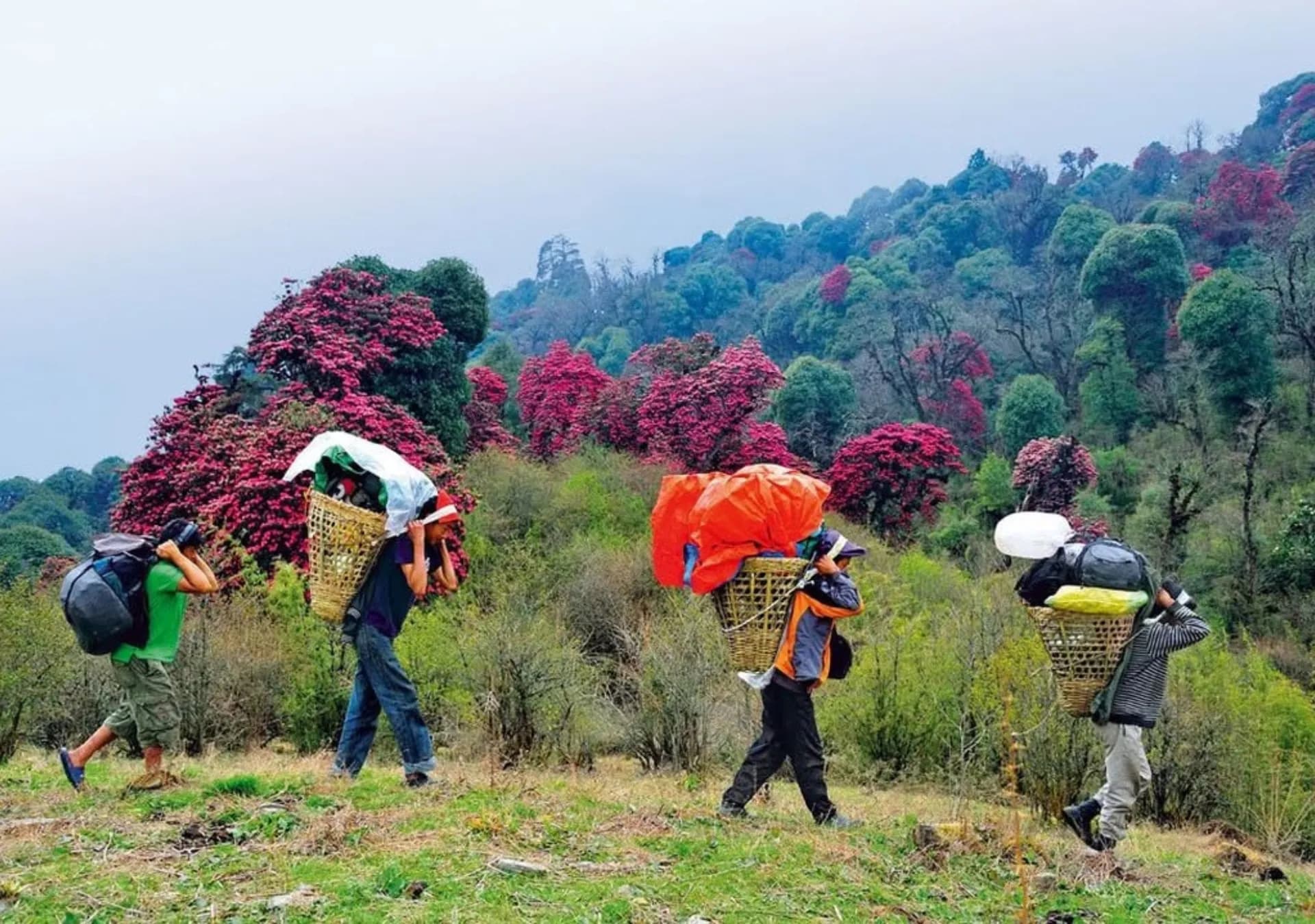 Rhododendron Trek (Hilley to Barsey)