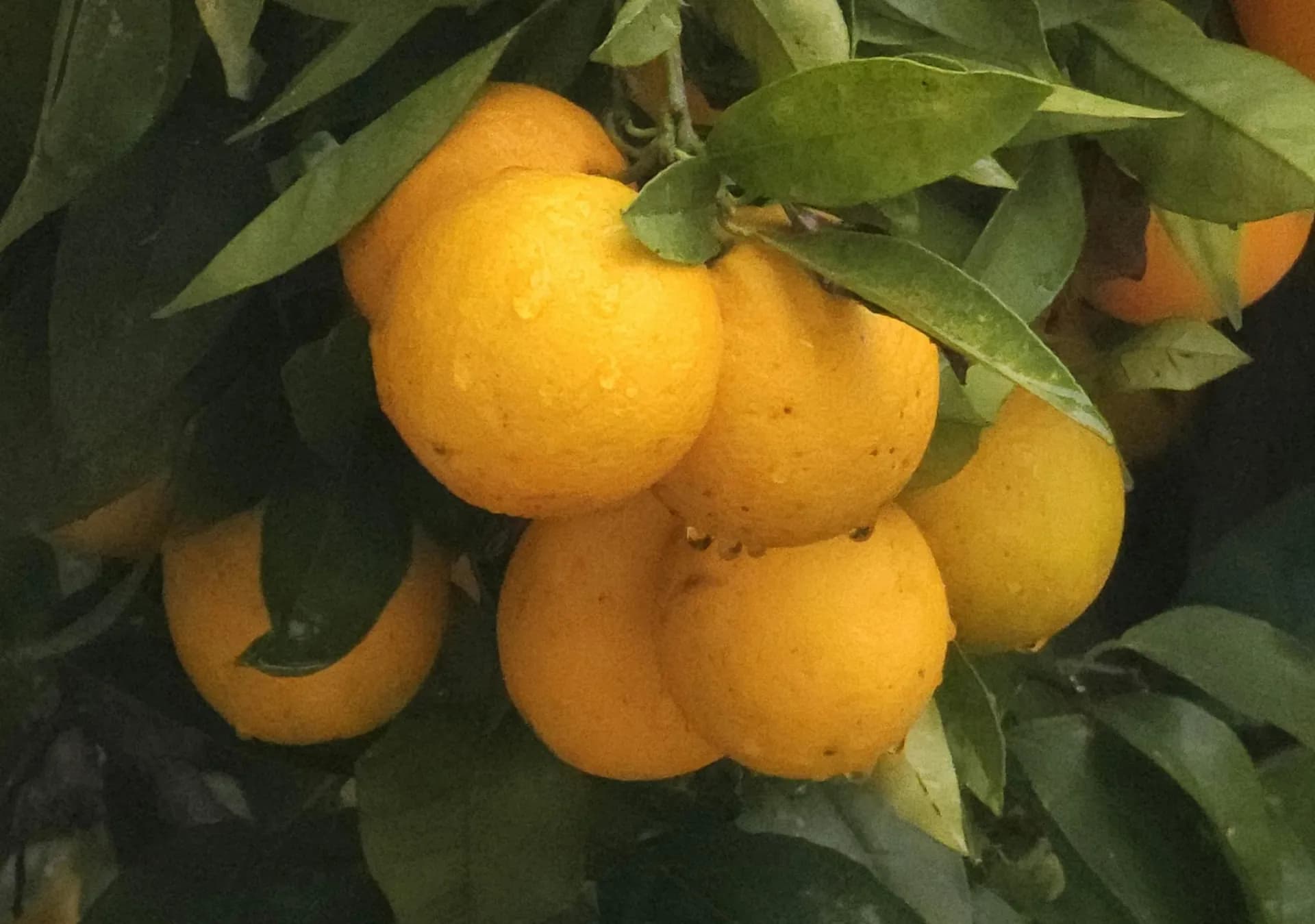 Organic Cardamom & Orange Farms