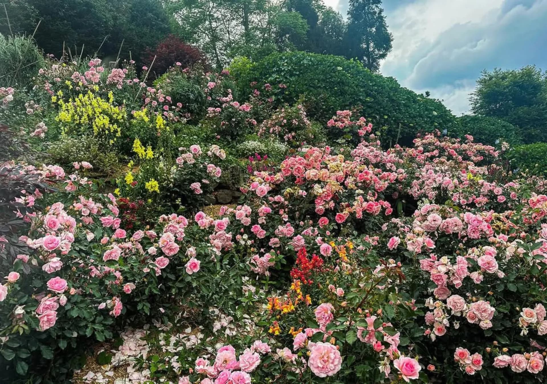 Namchi Rose Garden