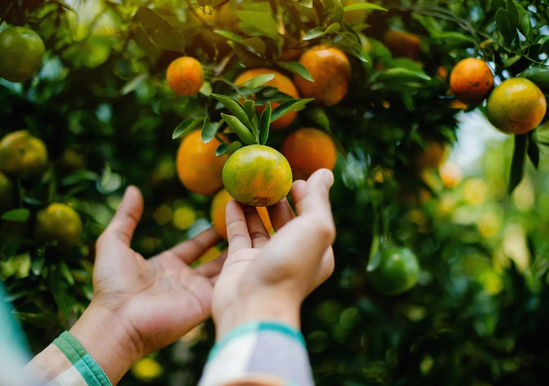 Organic Orange Orchards