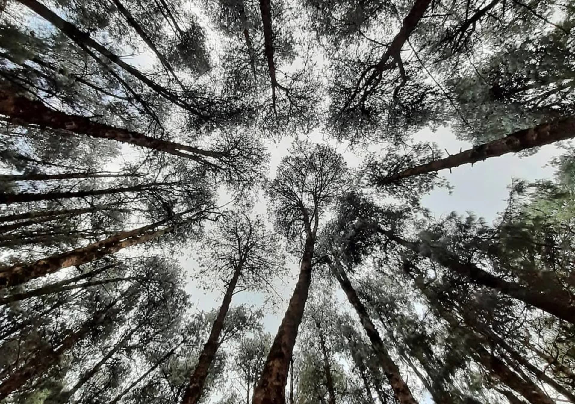 Pine & Rhododendron Forest Trails