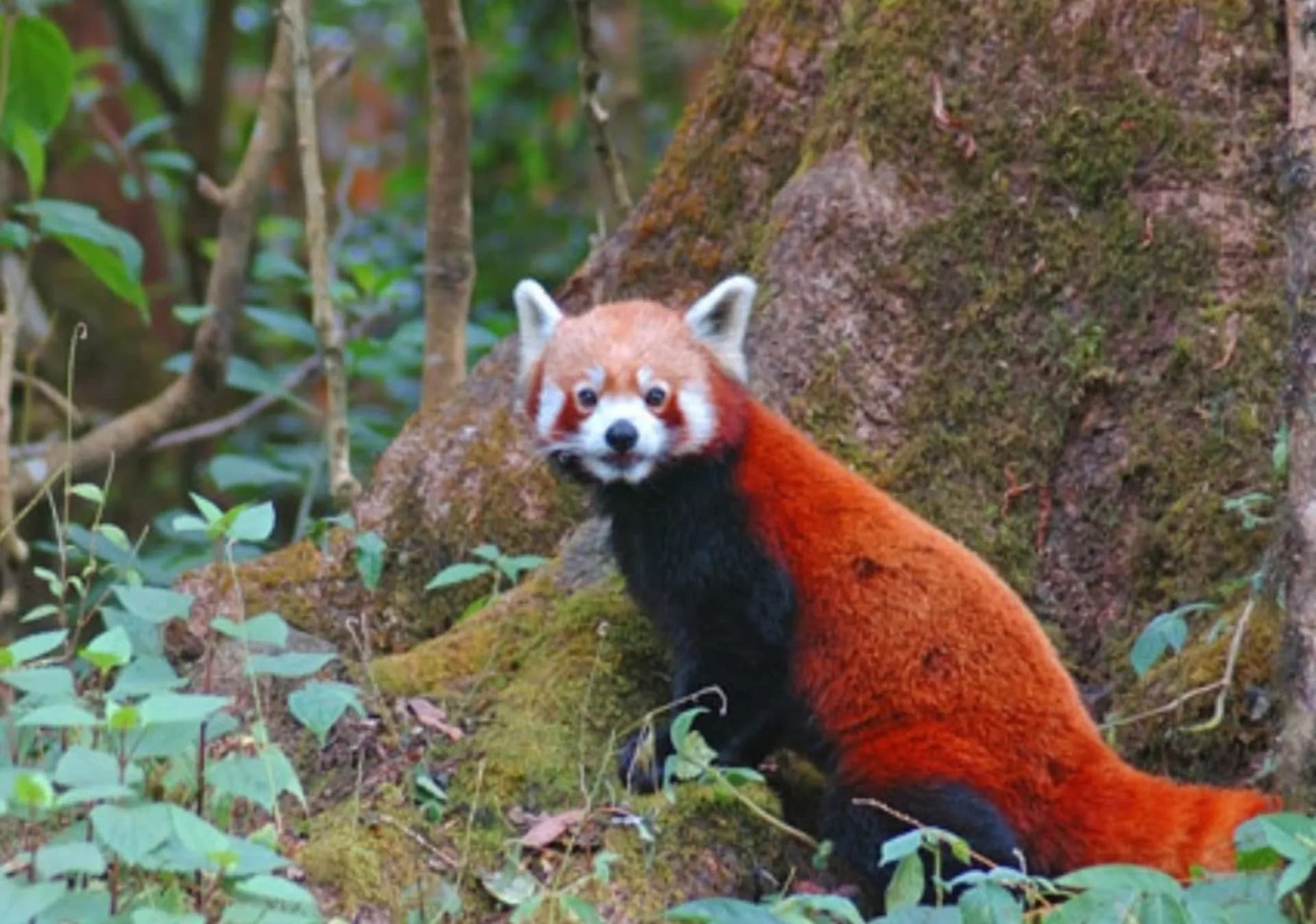 Singalila National Park