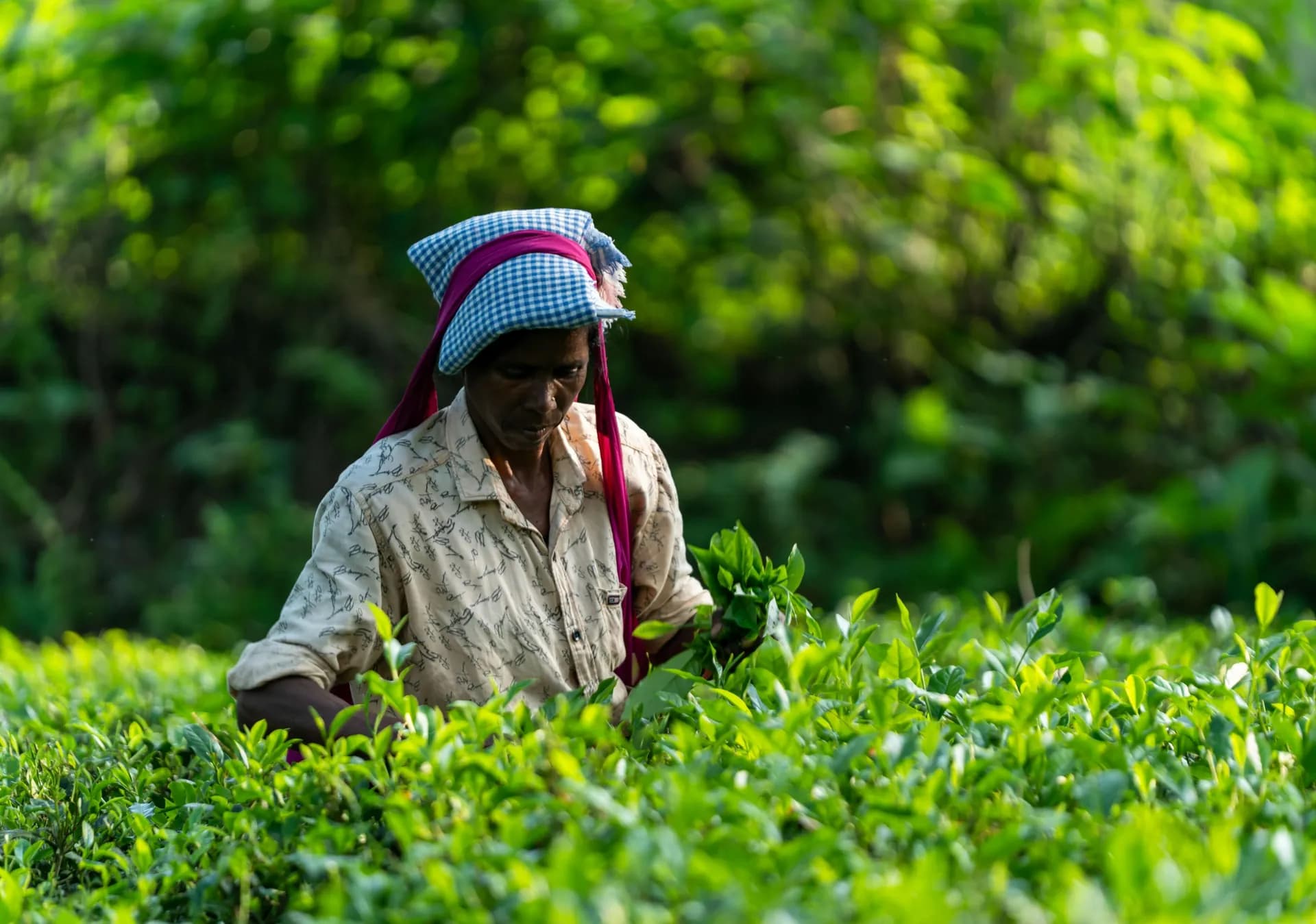 Tea Gardens of Mirik