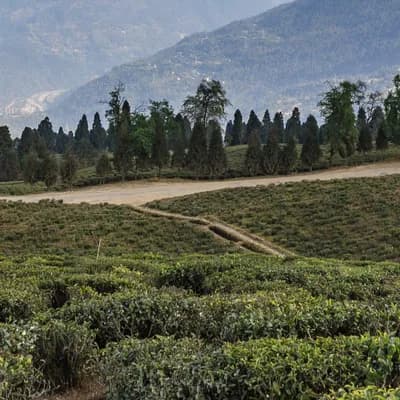 Temi Tarku - Image 2