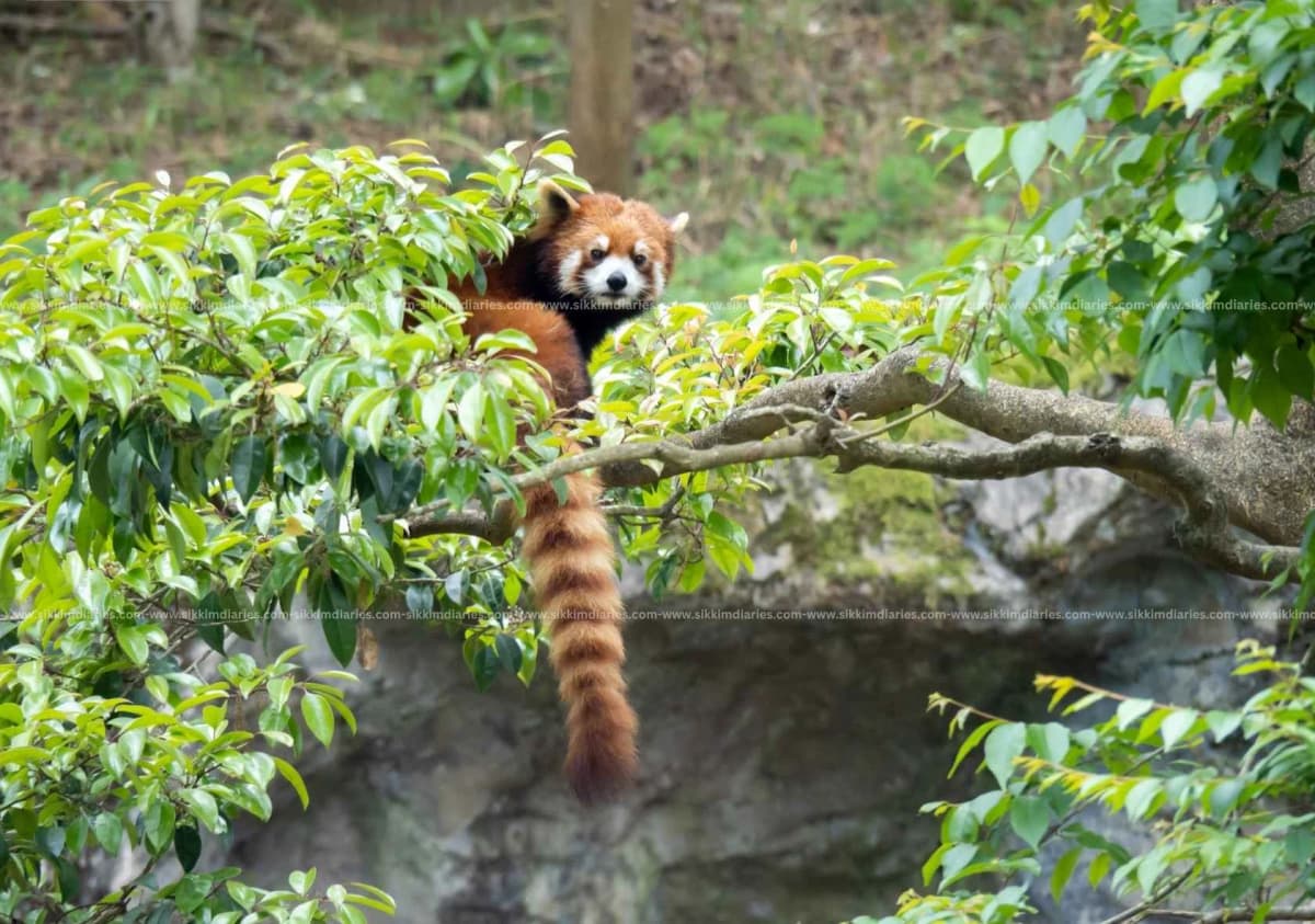 Himalayan Zoological Park Gangtok, Complete Travel Guide