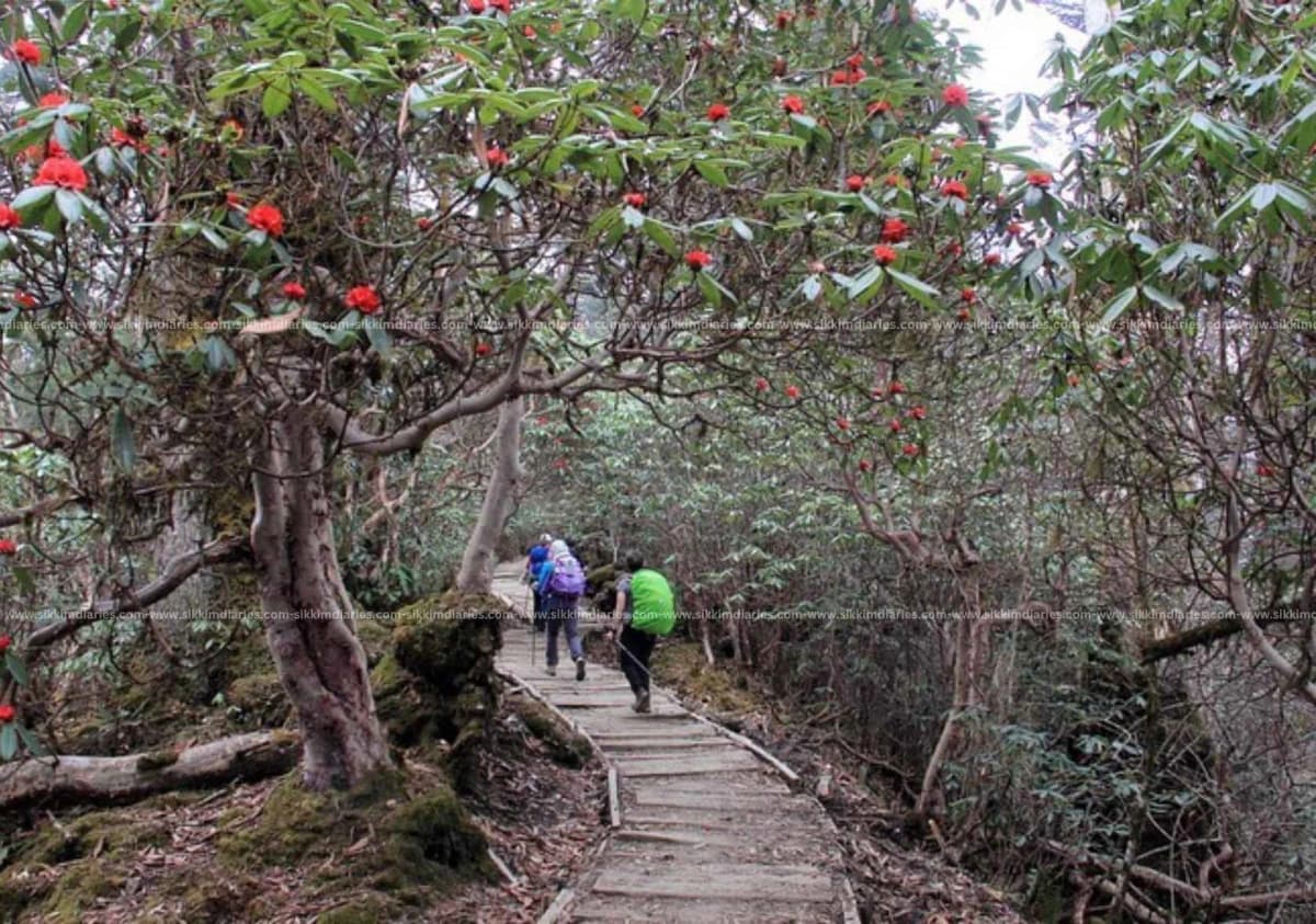 Kanchenjunga National Park, Complete Travel Guide (2026)