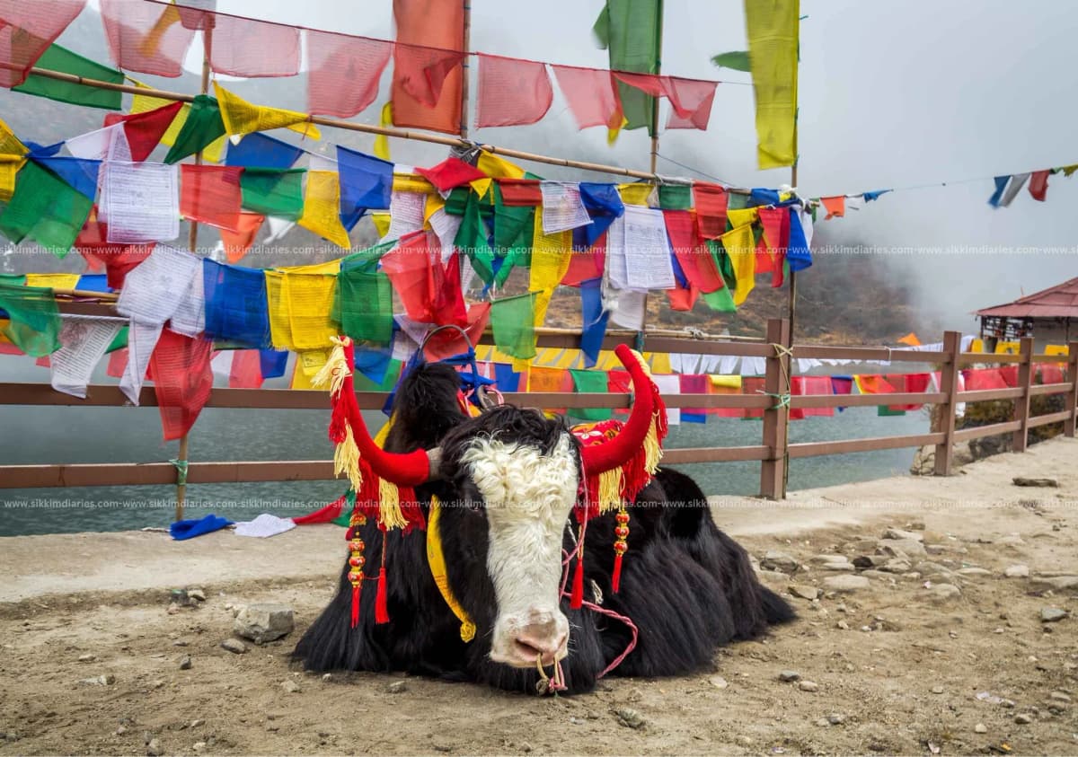 Tsomgo Lake (Changu Lake), Gangtok, Complete Travel Guide