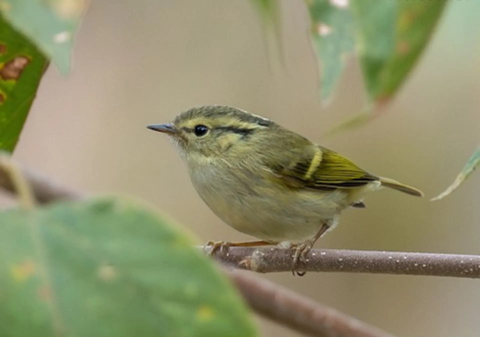 Kitam Bird Sanctuary
