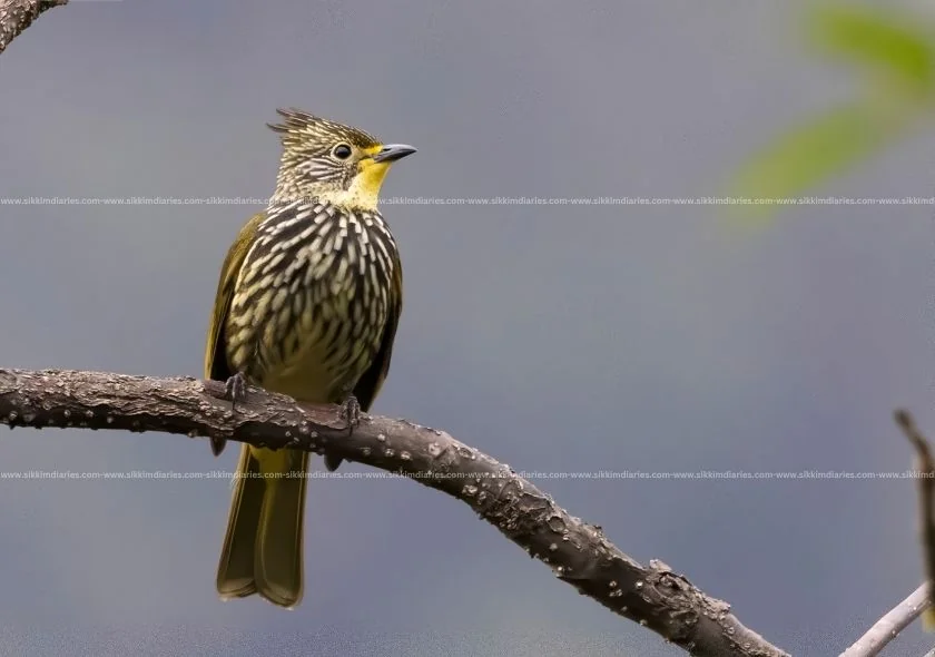 Birding in Sikkim – A Paradise for Bird Photography