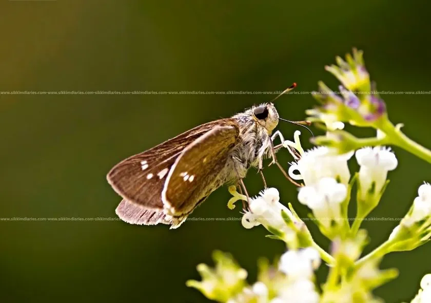 Butterfly Photography in Sikkim – A Colourful Paradise for Nature Lovers
