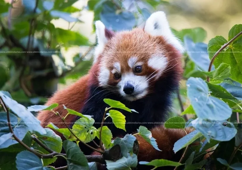Pangolakha Wildlife Sanctuary – A Hidden Wilderness in East Sikkim