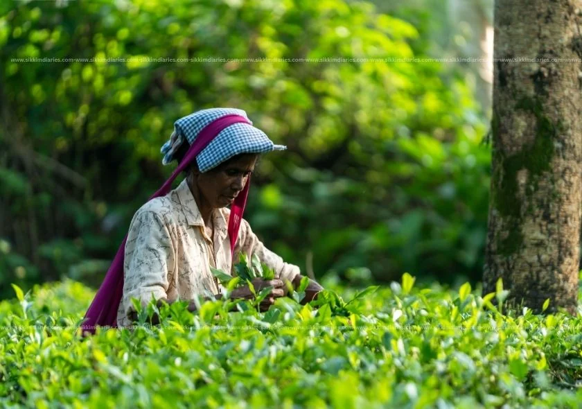 Temi Tea Garden Homestay Guide – Stay Amidst Sikkim’s Famous Tea Estates