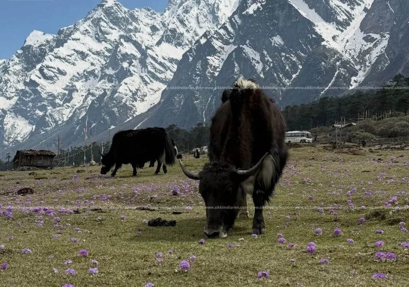 Yumthang Valley Guide – Best Time, Weather & Travel Tips
