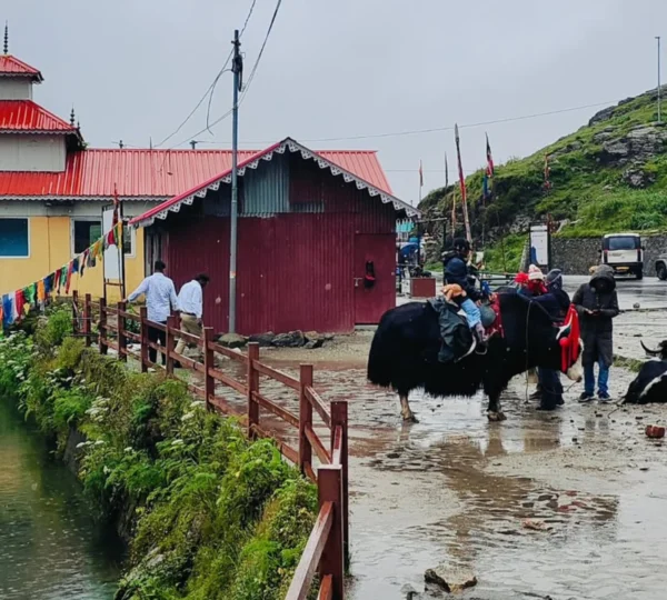 Tourist yak ride at Tsomgo Lake