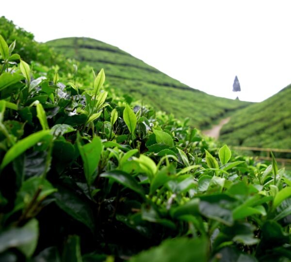Expansive tea gardens in Darjeeling at mid-morning light