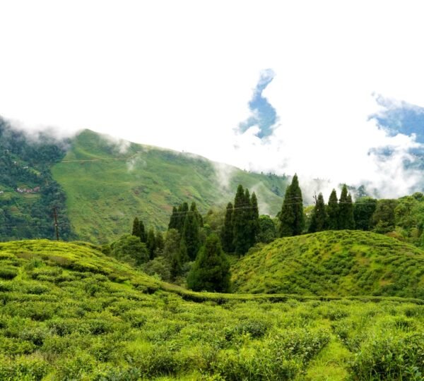 Lush tea gardens of Darjeeling with workers plucking tea leaves