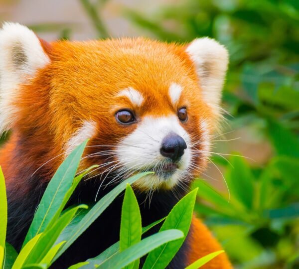 Red Panda in Padmaja Naidu Himalayan Zoological Park, Darjeeling
