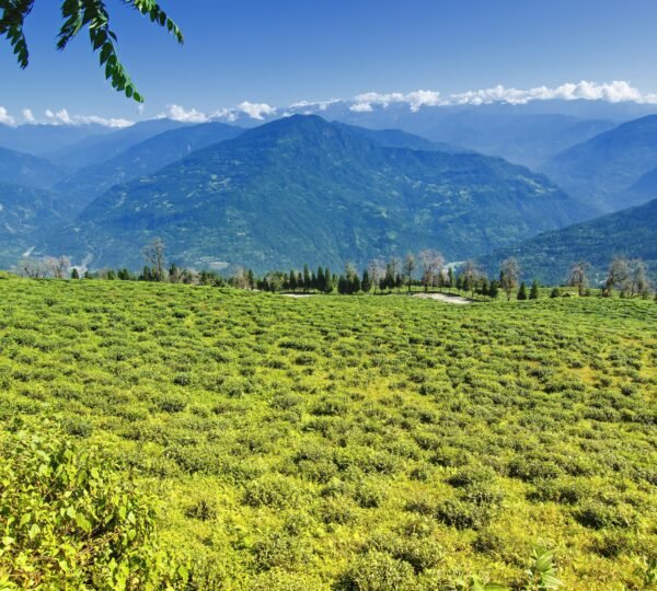 Lush green terraces of Temi Tea Garden near Pelling, Sikkim