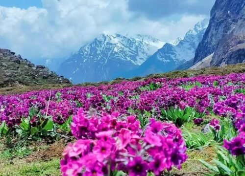Yumthang Valley – The Valley of Flowers in North Sikkim
