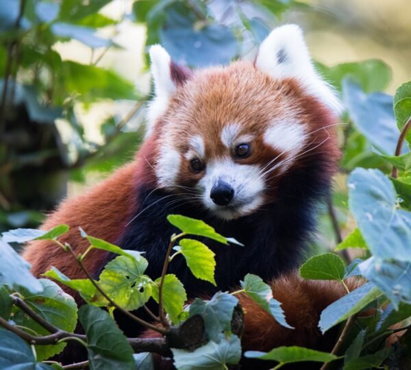 Red panda enclosure at Himalayan Mountaineering Institute Zoo, Darjeeling