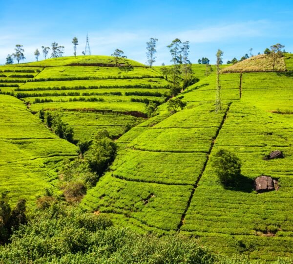 darjeeling-tea-garden-happy-valley