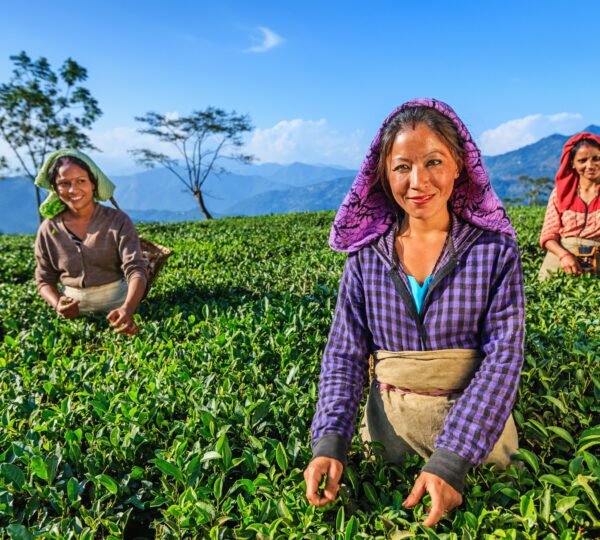 Scenic view of Darjeeling tea gardens with visitors walking along trails