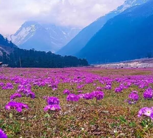 Flower-filled Yumthang Valley with mountain backdrop
