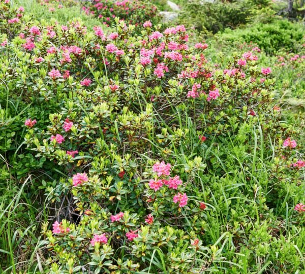 Rhododendron blooms on hills near Zuluk in spring