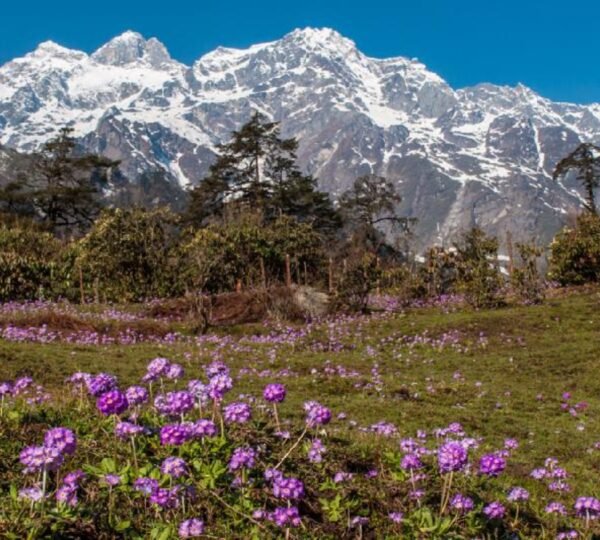 Vibrant wildflowers in Yumthang Valley with snow peaks