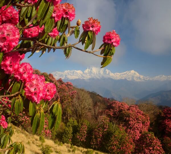 Forest trail lined with red and pink rhododendron trees near Lachung